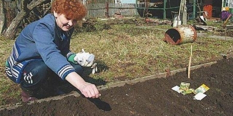 Kako posaditi sjemenke tikvica u otvoreno tlo